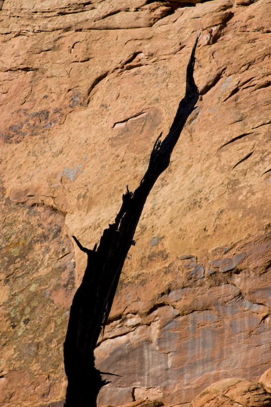 Snag And Rock Wall